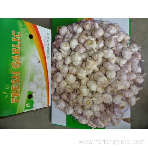 Normal White Garlic Price